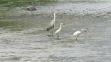 Three species of herons