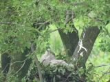 Nest of Northern Goshawk.  Frequent yawning.