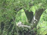 Nest of Northern Goshawk.  Nestling preening.