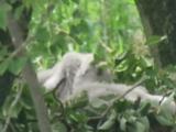 Nest of Northern Goshawk.  Nestling preening.