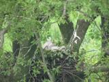 Nest of Northern Goshawk.  Movements of nestlings.