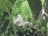 Nest of Northern Goshawk.  Movements of nestlings.