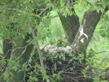 Nest of Northern Goshawk.  Movements of nestlings.