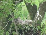 Northern Goshawk feeding nestlings.  Adult flew away after feeding.