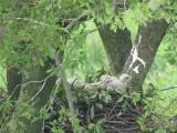 Nest of Northern Goshawk.  Nestlings after feeding.