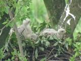 Nest of Northern Goshawk.  Movements of nestlings.