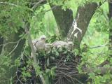 Nest of Northern Goshawk.  Movements of nestlings.
