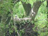 Nest of Northern Goshawk.  Movements of nestlings.