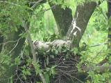 Nest of Northern Goshawk.  Movements of nestlings.