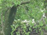 Nest of Northern Goshawk.  Movements of nestlings.