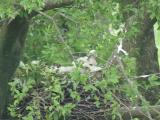 Nest of Northern Goshawk.  Movements of nestlings.