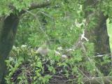 Nest of Northern Goshawk.  Movements of nestlings.