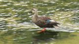 Eastern Spot-billed Duck, scratching and preening