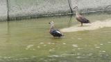 Eastern Spot-billed Ducks, wing flapping