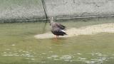 Eastern Spot-billed Ducks, wing flapping, preening, walking