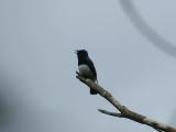 Singing Blue-and-white Flycatcher