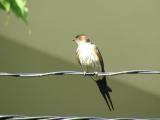 Singing Red-rumped Swallow
