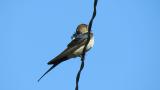 Red-rumped Swallow, preening