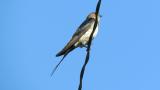 Red-rumped Swallow, singing and preening