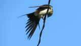 Red-rumped Swallow, preening