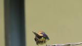 Red-rumped Swallow, preening
