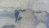 Asian House Martin feeding nestlings