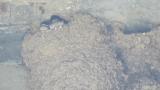 Nestlings of Asian House Martin