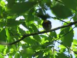 Singing Narcissus Flycatcher