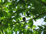 Singing Narcissus Flycatcher