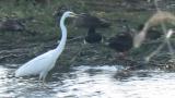 Great Egret, walking (for foraging)