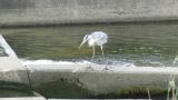 Successful hunting by Grey Heron