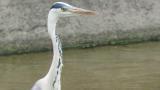 Eyes of Grey Heron