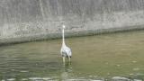 Walking Grey Heron