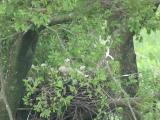 Nest of Northern Goshawk.  Movements of nestlings.