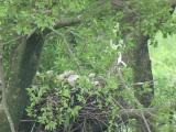 Nest of Northern Goshawk.  Movements of nestlings.