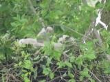Nest of Northern Goshawk.  Movements of nestlings.