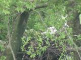 Nest of Northern Goshawk.  Movements of nestlings.