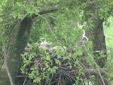 Nest of Northern Goshawk.  Movements of nestlings.