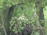Nest of Northern Goshawk.  Movements of nestlings.