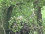 Nest of Northern Goshawk.  Movements of nestlings.