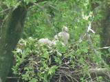 Nest of Northern Goshawk.  Movements of nestlings.