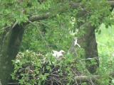 Nest of Northern Goshawk.  Movements of nestlings.