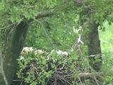 Nest of Northern Goshawk.  Movements of nestlings.