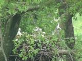 Nest of Northern Goshawk.  Movements of nestlings.  Defecation.