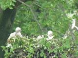 Nest of Northern Goshawk.  Movements of nestlings.
