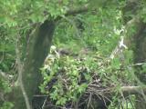 Nest of Northern Goshawk.  Adult visiting the nest.