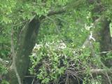 Nest of Northern Goshawk.  Adult visiting the nest bringing something.