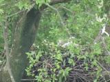 Nest of Northern Goshawk.  Movements of nestlings.