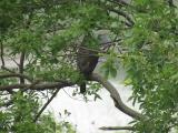 Adult Northern Goshawk perched near the nest