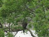Adult Northern Goshawk perched near the nest, scratching